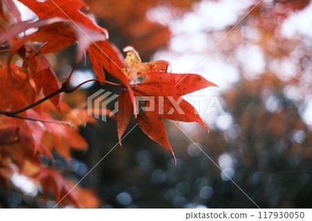 Autumn park and autumn leaves scenery Autumn park and autumn leaves scenery 117930050
