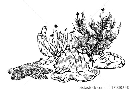 Marine life, sea ocean underwater creatures fish, shells algae seaweed, Ink and pen sketch hand drawn. Composition illustration, stylized, isolated on white. For zoo shop, aquarium, cosmetics, resort 117930298