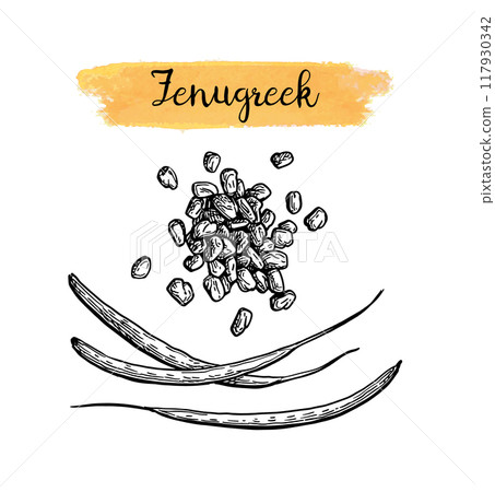 Fenugreek seeds and pods ink sketch. 117930342