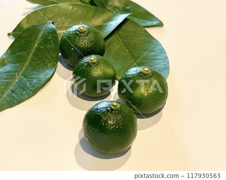 Four shekwasha on a leaf Four shekwasha on a leaf 117930563