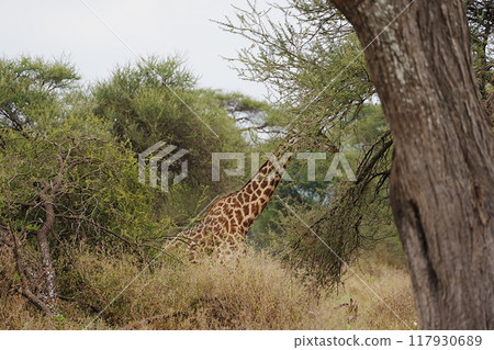 African Masai giraffe in savanna at Tarangire National Park in Tanzania 117930689
