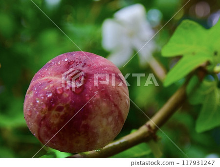 A gift for a scorching hot day. 117931247