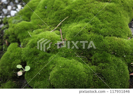 苔蘚紋理 苔蘚紋理 117931846