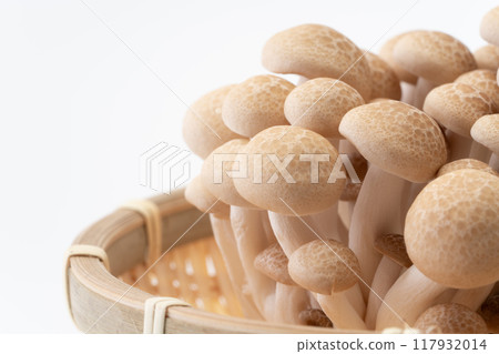 Bunashimeji 蘑菇的特寫 117932014