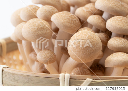 Close-up of Bunashimeji mushroom 117932015