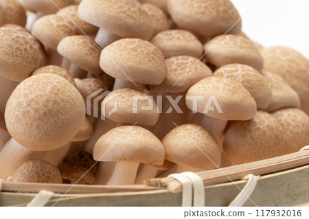 Bunashimeji 蘑菇的特寫 Bunashimeji 蘑菇的特寫 117932016