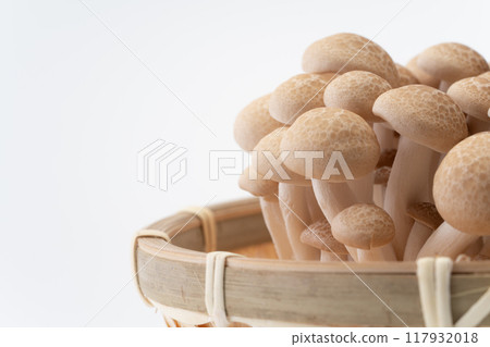 Bunashimeji 蘑菇的特寫 117932018