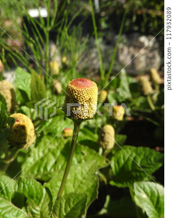 "Dutch Amaranth" an annual plant that blooms in midsummer 117932089