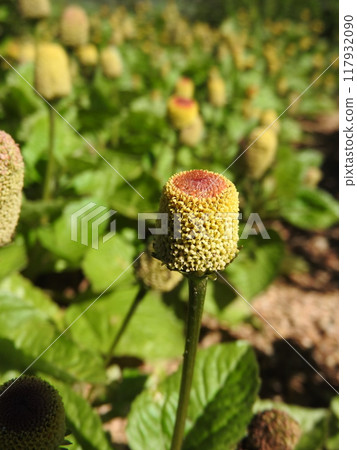 "Dutch Amaranth" an annual plant that blooms in midsummer "Dutch Amaranth" an annual plant that blooms in midsummer 117932090