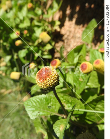盛夏開花的一年生植物“Oranda Sennichi” 117932094