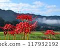 Red flowers blooming beside rice fields and shining against the blue sky: red spider lilies 117932192