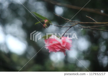 Izu Oshima Tsubakien 117932217