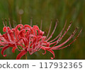 Early in the morning, spider lilies sparkling with morning dew 117932365