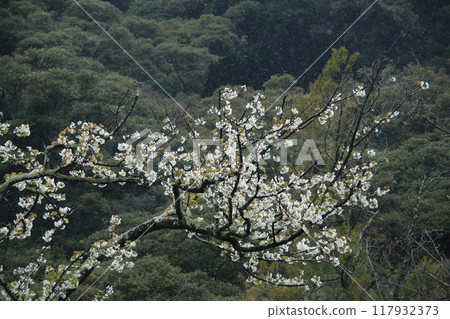 大島公園的櫻花 117932373