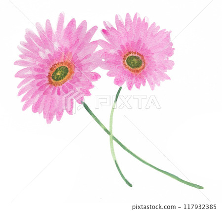 Pink gerbera painted in watercolor 24901pix7 117932385