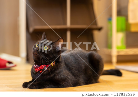 Black cat's daily life Black cat's daily life 117932559