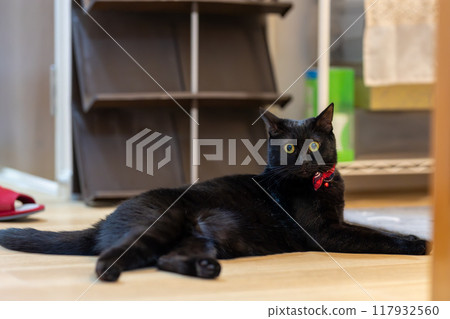 Black cat's daily life Black cat's daily life 117932560