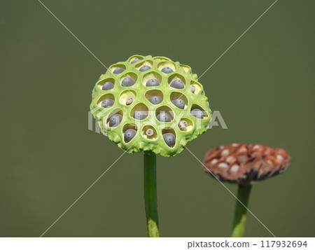 蓮花真的 117932694