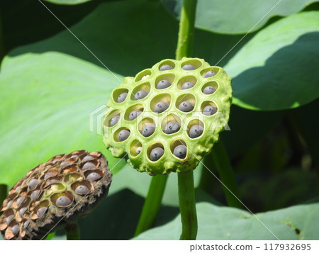 Lotus true 117932695