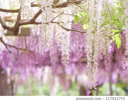 A landscape with wisteria's flowers 117932755