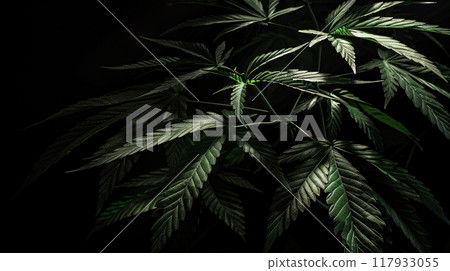 A cannabis marijuana or cannabis herb on a black dark background. 117933055
