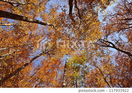 Autumnal leaves beautiful forest 117933922