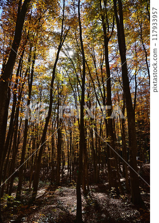 Autumnal leaves beautiful forest 117933957