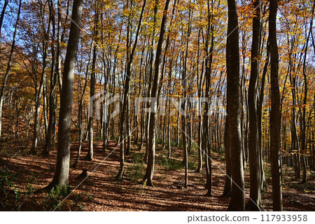 Autumnal leaves beautiful forest 117933958