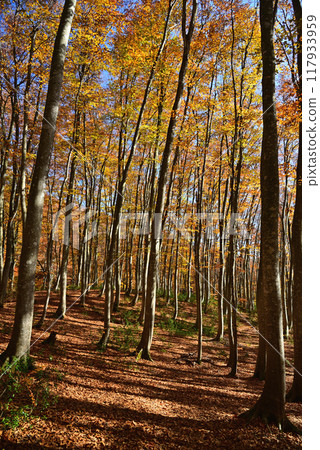 Autumnal leaves beautiful forest 117933959