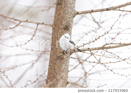 Shimaenaga 117933960