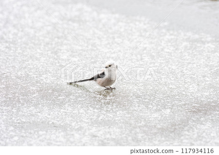 Long-tailed tit on the snow 117934116