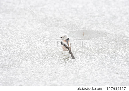 Long-tailed tit on the snow 117934117