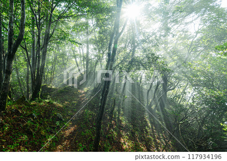 陽光透過樹林(山梨縣大公) 陽光透過樹林(山梨縣大公) 117934196