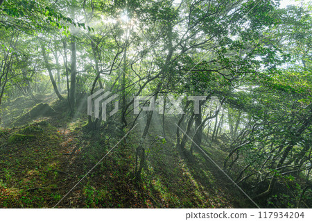 陽光透過樹林（山梨縣大公） 117934204