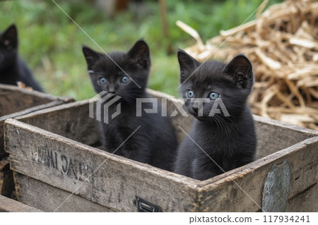 Two black kittens with blue eyes relaxing in a wooden box 117934241