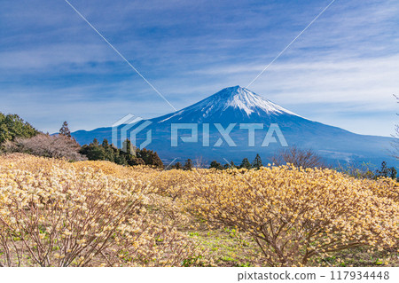 [Shizuoka Prefecture] Mitsumata flowers and Mt. Fuji at Shiraito Natural Park 117934448