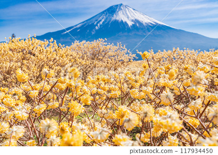 [靜岡縣]白絲自然公園和富士山的三俁花 117934450