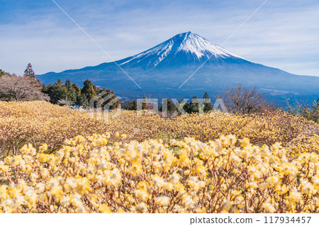 [Shizuoka Prefecture] Mitsumata flowers and Mt. Fuji at Shiraito Natural Park 117934457
