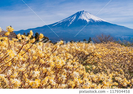 [Shizuoka Prefecture] Mitsumata flowers and Mt. Fuji at Shiraito Natural Park 117934458