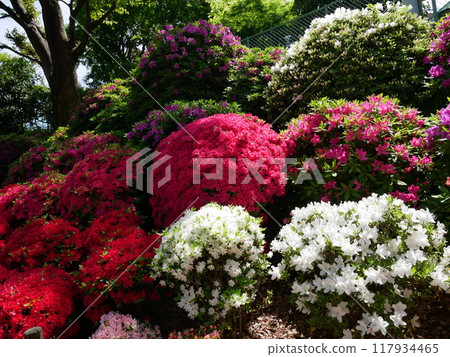 Colorful and beautiful azalea Colorful and beautiful azalea 117934465