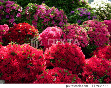 Passionate Azalea Passionate Azalea 117934466
