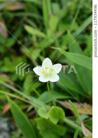 Umebachissau 117934496