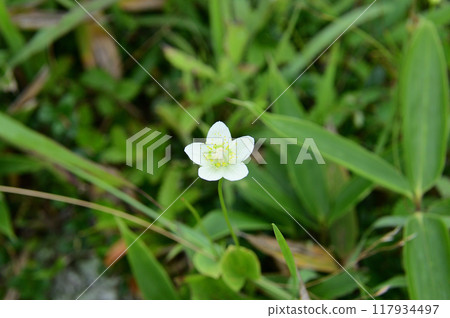 梅花草 梅花草 117934497
