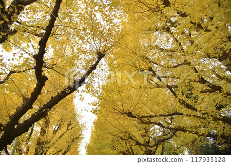 Ginkgo trees and the sky 117935128