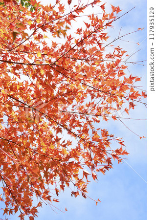 Blue sky and red maple leaves (vertical) 117935129