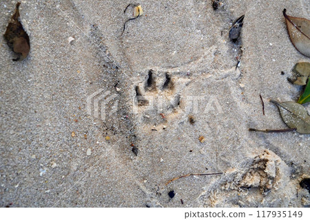 Footprints remaining on the beach 117935149