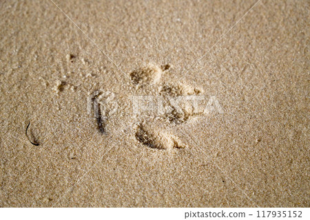 Dog footprints on the sand 117935152