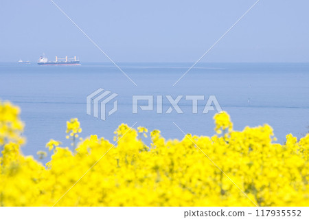 強姦開花在海邊 強姦開花在海邊 117935552