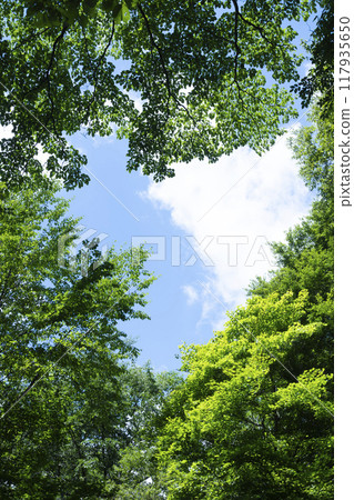 查尋從森林的天空 查尋從森林的天空 117935650