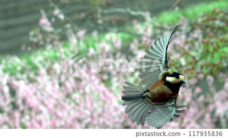 Flight of Yamagara 117935836